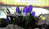 photoplus图片直播下载